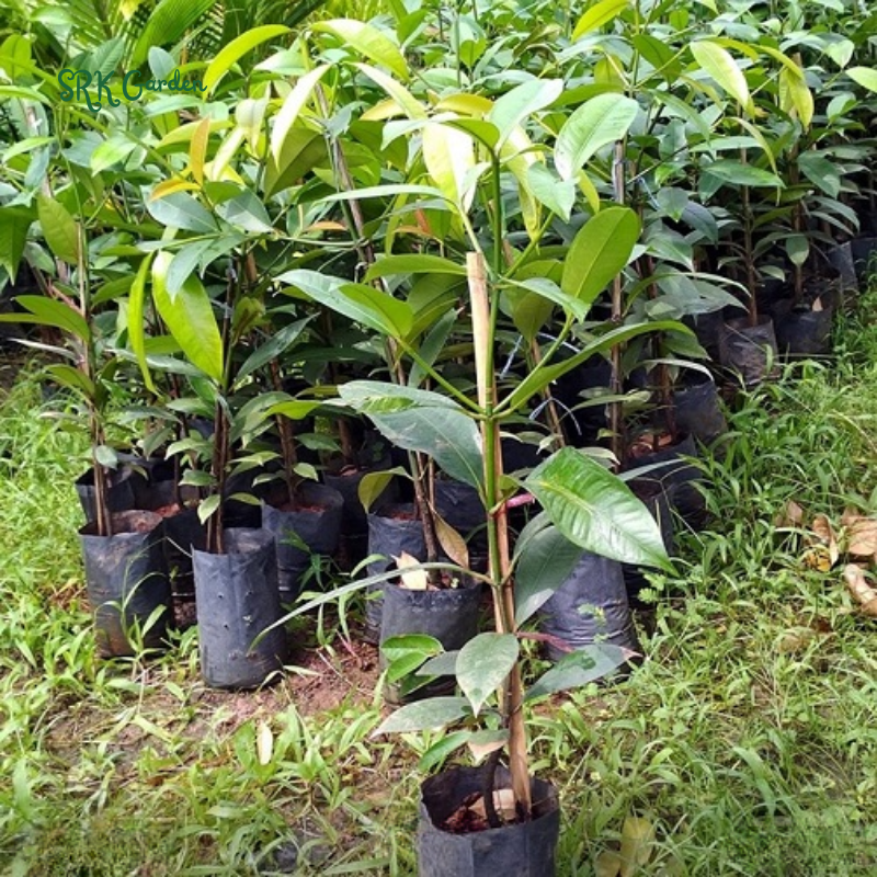 Mangosteen (Garcinia mangostana) Mangostan Live Fruit Tree 10" - 24"