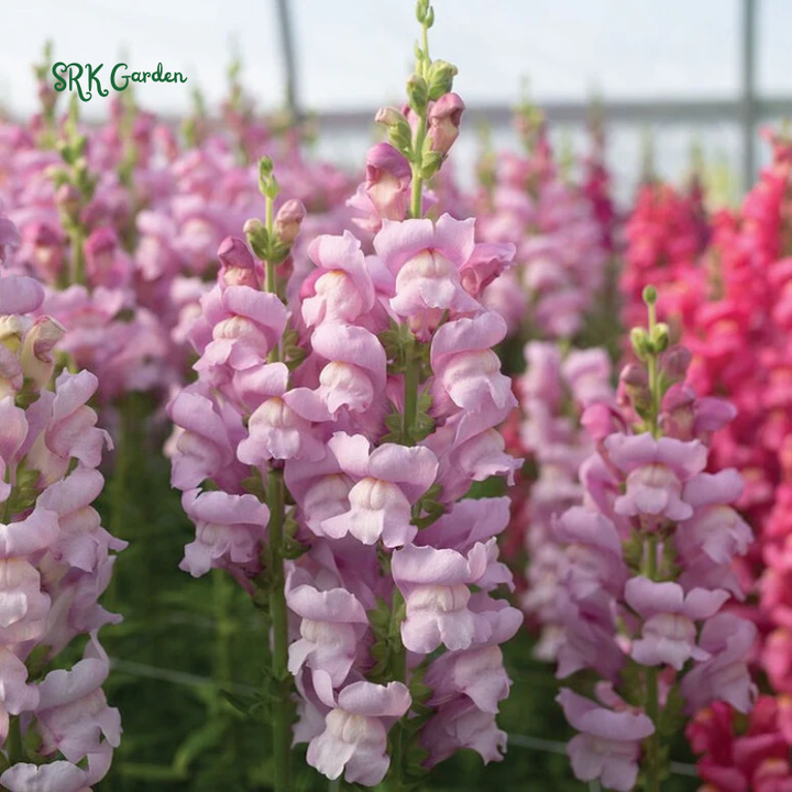 Snapdragon Maximum Mix 2000 Seeds