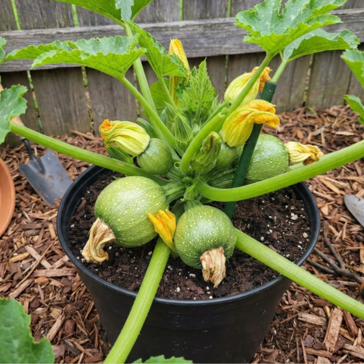 Round Zucchini Seeds
