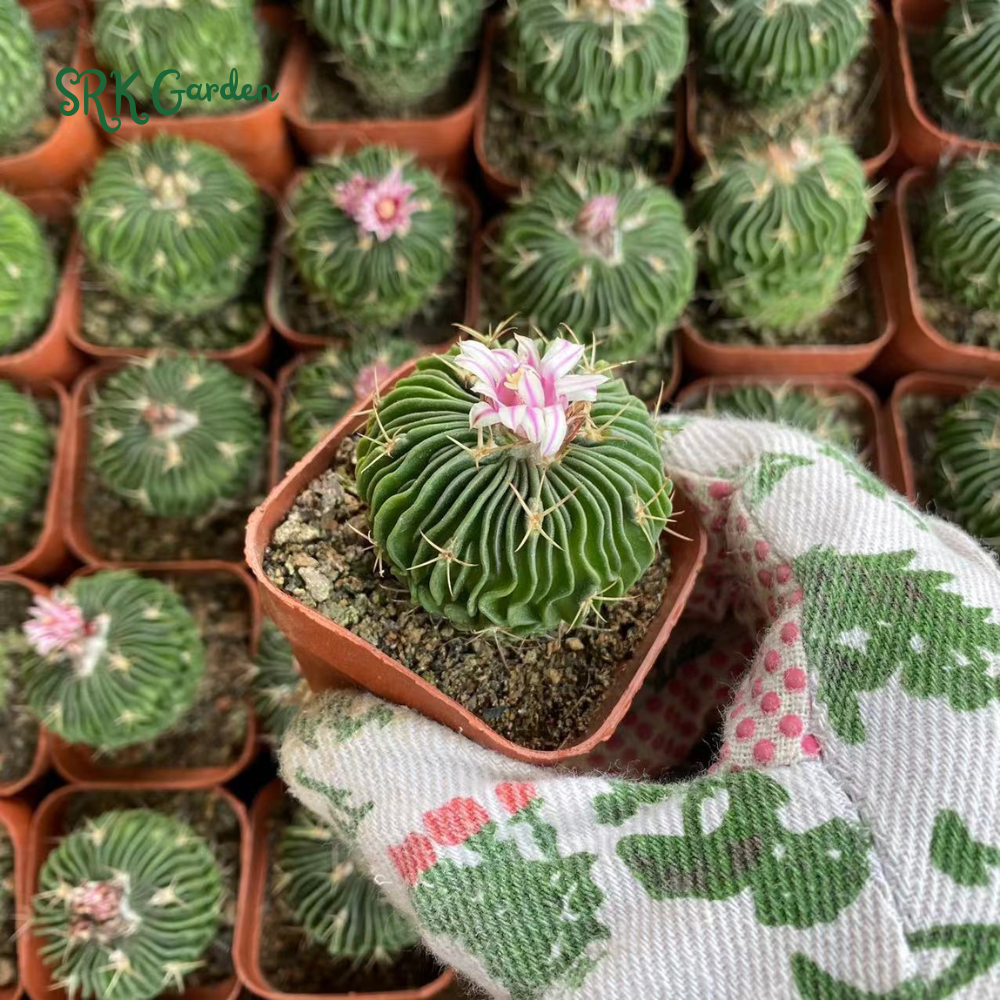 Stenocactus Multicostatus, Brain Cactus, Live Plants in 3" pot