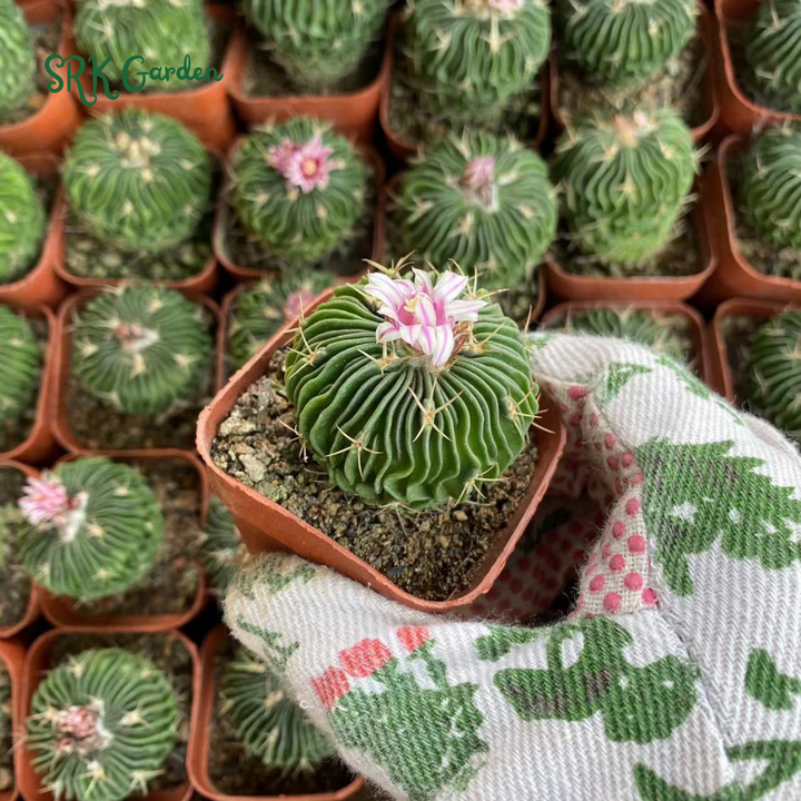 Stenocactus Multicostatus, Brain Cactus, Live Plants in 3" pot
