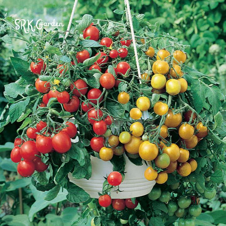 Red Cherry Tomato Seeds, Money Maker Cherry Tomatoes Natural, Non GMO 300+ Seeds