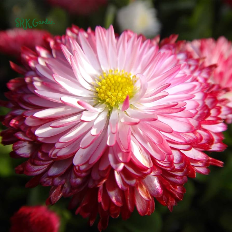Habanera Mixed Bellis English Daisy Seeds | 10 Seeds