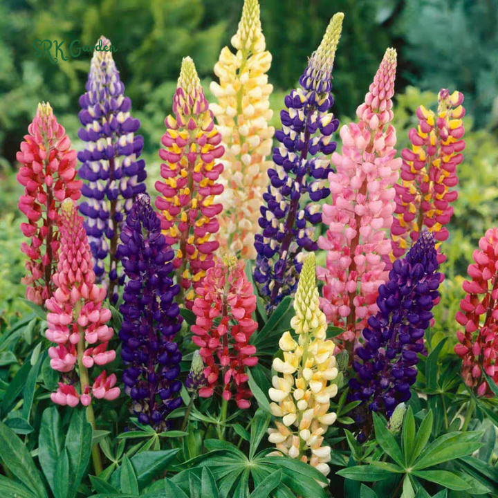 Rainbow Mixed Color Lupine Seeds 50 Seeds