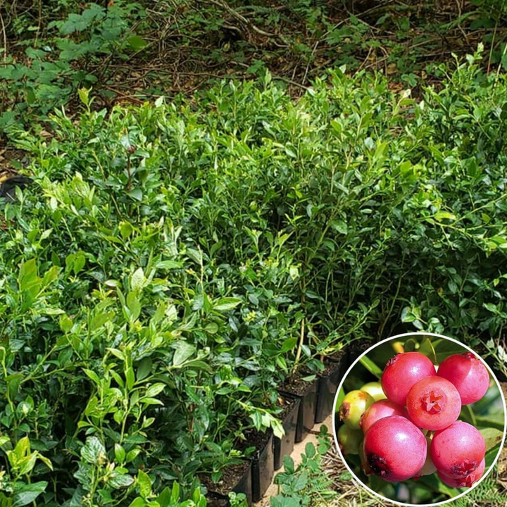 Blueberry Plants Pink Lemonade in 4" pot