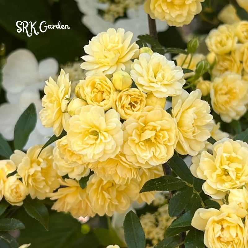 Yellow Lady Banks Climbing Rose 1ft tall