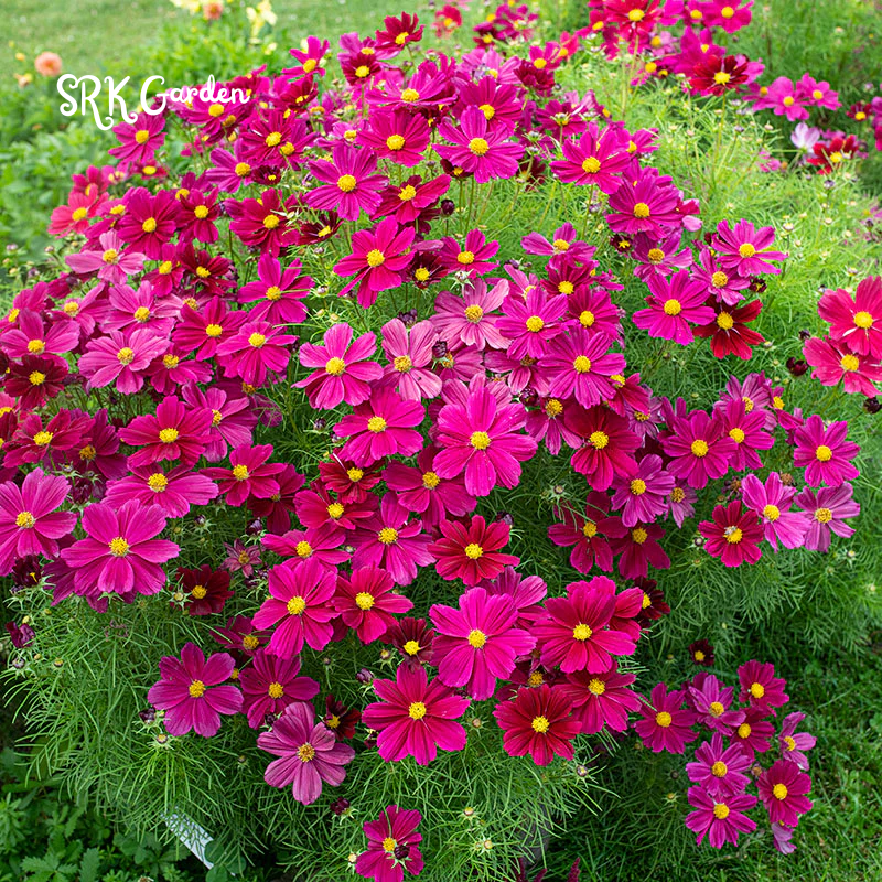 Mixed Cosmos Flower Seed 1000 to 6000pcs. Spring and Fall Panting