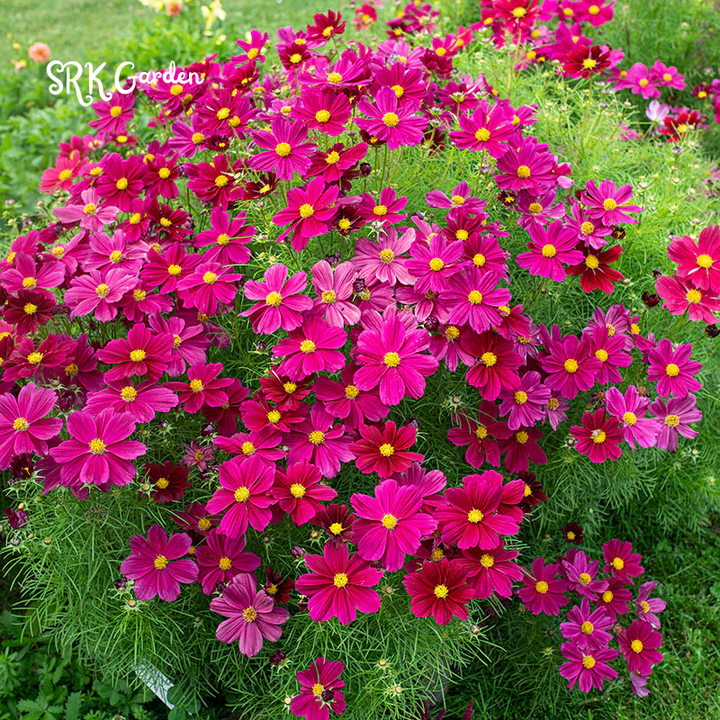 Mixed Cosmos Flower Seed 1000 to 6000pcs. Spring and Fall Panting