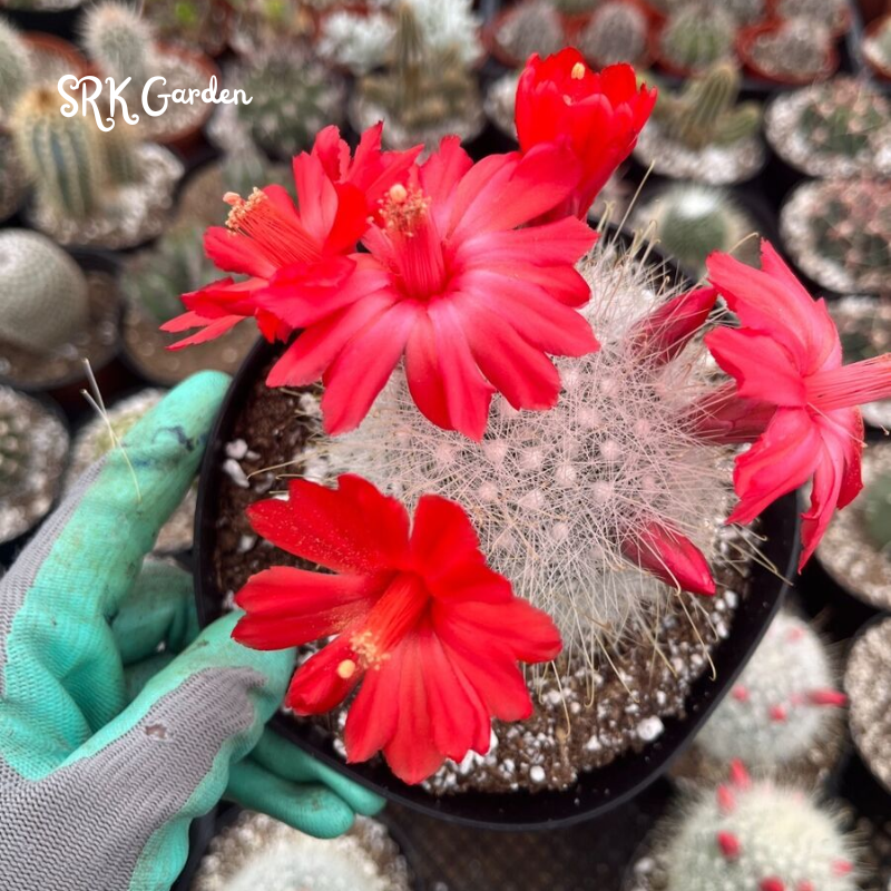 Mammillaria Senilis, Feather Cactus Size 3", 6" pot