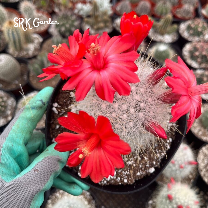 Mammillaria Senilis, Feather Cactus Size 3", 6" pot