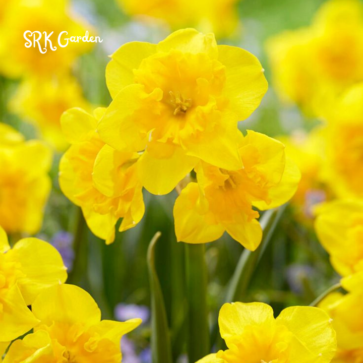 Narcissus daffodils bulbs for planting - 25 Bulbs