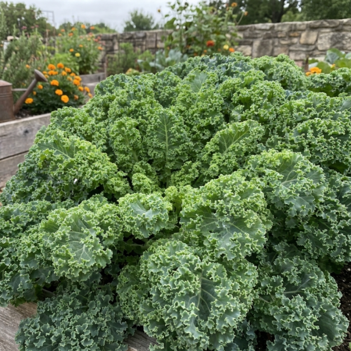 300+ Vates Blue Curled Kale Seeds
