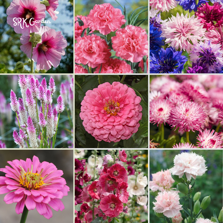 Mixed Pinky Flower Seeds for Spring | 6 type seeds
