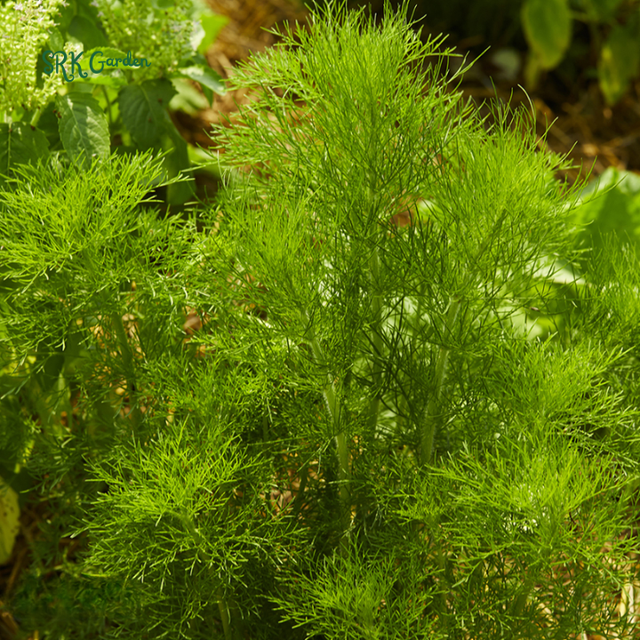 Organic Bouquet Dill | 100 Seeds