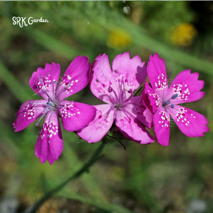 Deptford Pink Seeds for Spring | 100 Seeds