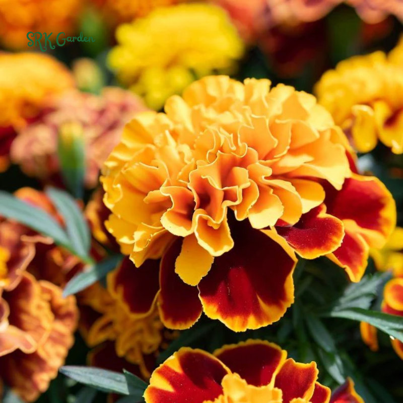 Petite French Marigold Seed Mix | 300 Seeds