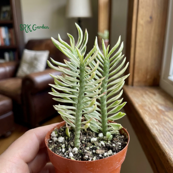 Devil's Backbone, Variegated Succulent in 2.5" pot