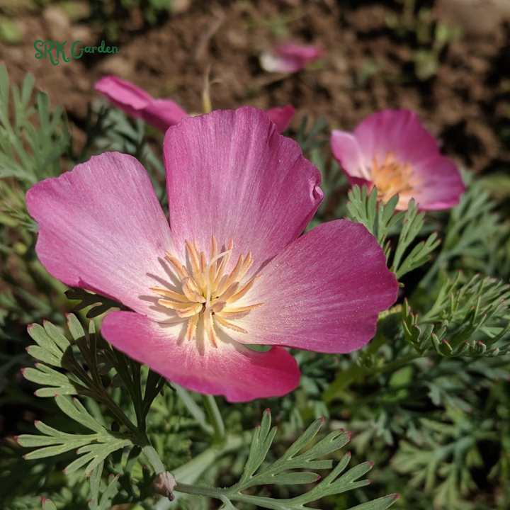 Carmine King California Poppy Seeds | 250 Seeds
