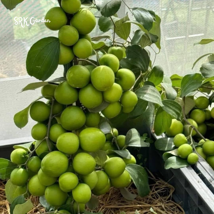 Green Jujube Honey Tree Large Size, Tropical Fruit tree 1-2ft tall