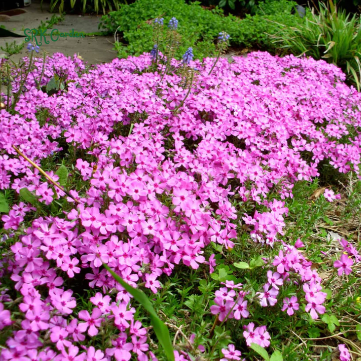 Mountain Phlox Seeds | 500 seeds