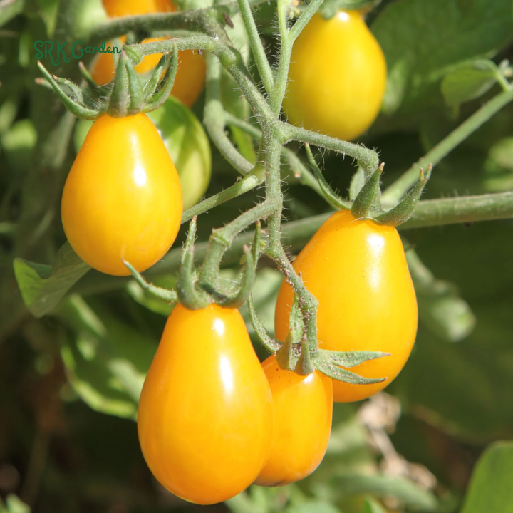 Yellow Pear Cherry Tomato Seeds | 30 Seeds