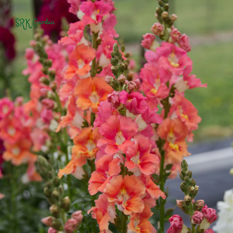 Chantilly Bronze Snapdragon Seeds | 30 Seeds