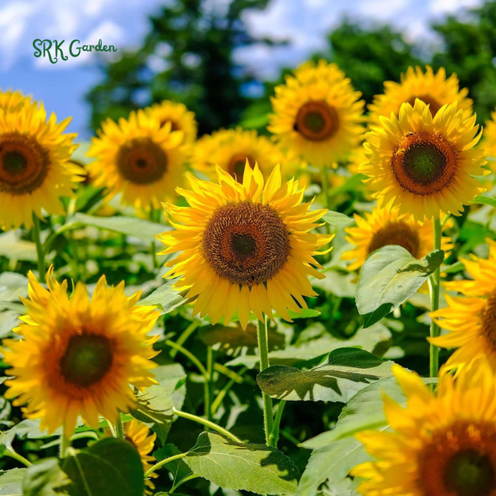 Giant Mammoth Sunflower Seeds for Planting, High Germination, Attracts Pollinators | 200 Seeds