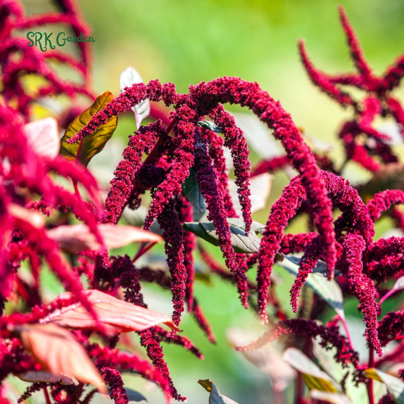 Love Lies Bleeding Seeds | 300 seeds