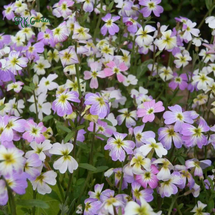Virginia Stock Seeds | 1000 Seeds