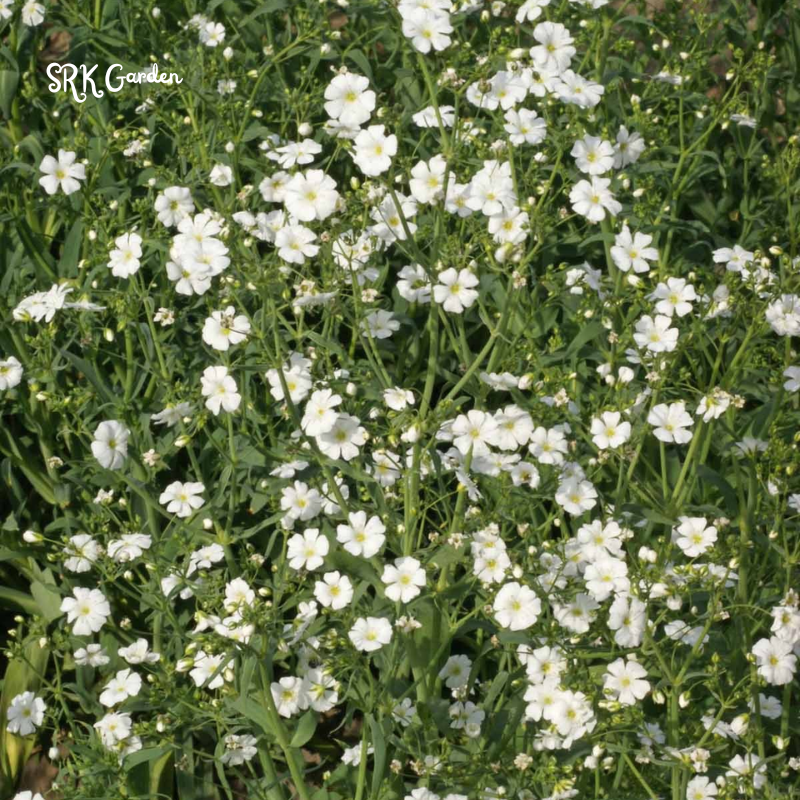 White Annual Baby's Breath Seeds | 500 Seeds