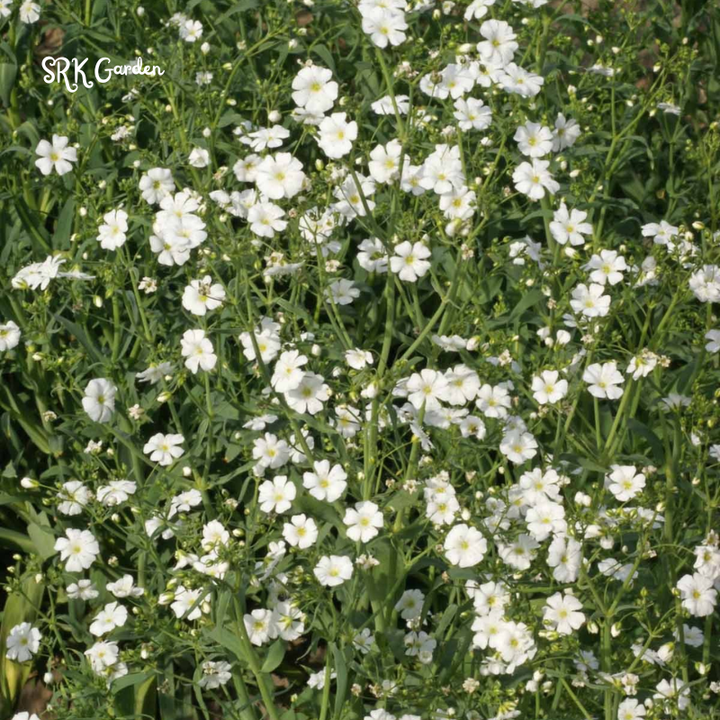 White Annual Baby's Breath Seeds | 500 Seeds