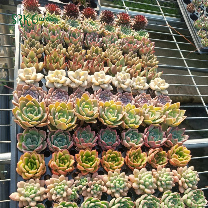 Succulents Mystery Box 12-24pcs, Live Plants in 2'' pot