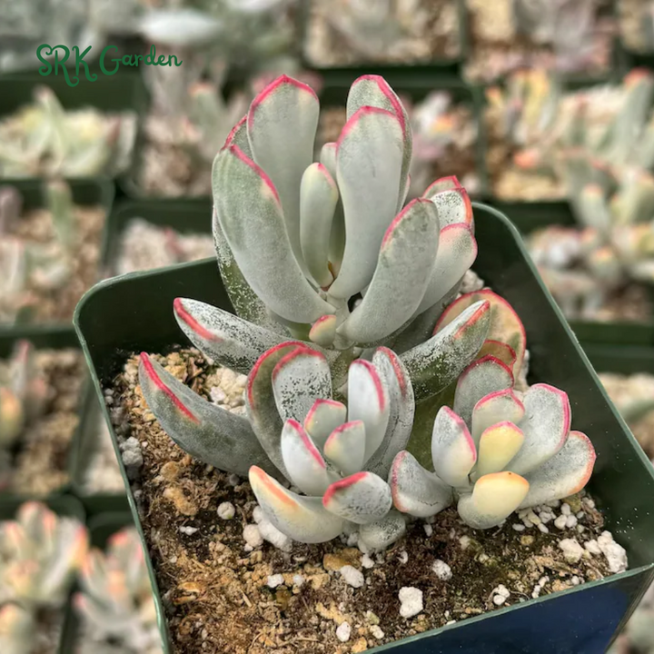 Variegated Cotyledon Orbiculata Long Leaf, Variegated Succulents, Rare Plant in 3", 4" pot