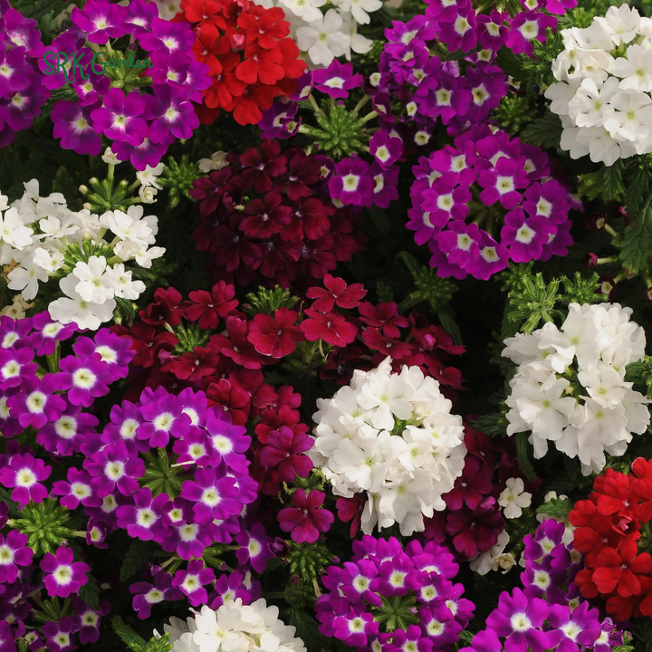 Moss Verbena Seed Mix | 400 Seeds