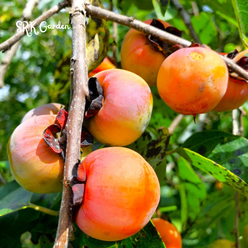 American Common Persimmon Live Plants | Well Rooted Starter Plant