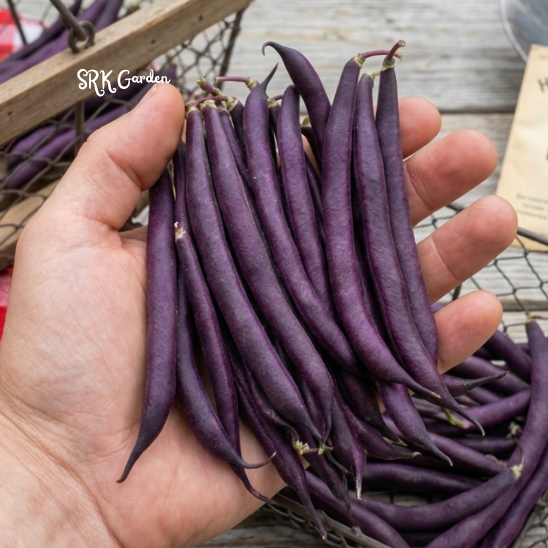 50+ Royal Burgundy Bush Bean Seeds