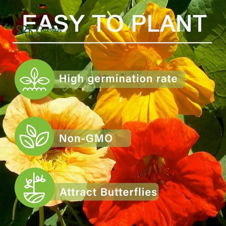 Nasturtium Seeds for Planting-Annual Climbing Tropaeolum | 100 Seeds