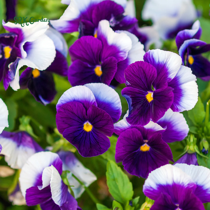 Viola Seeds - Sorbet Series - Mix