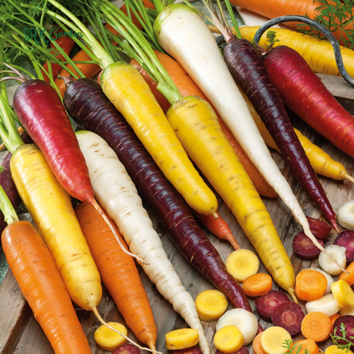 Carrot Seeds - Rainbow Mix | 150 Seeds