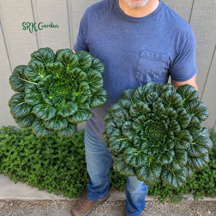 100+ Tatsoi Rosette Pak Choi Cabbage Seeds