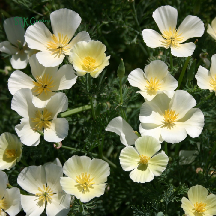 Ivory Castle California Poppy Seeds | 250 Seeds