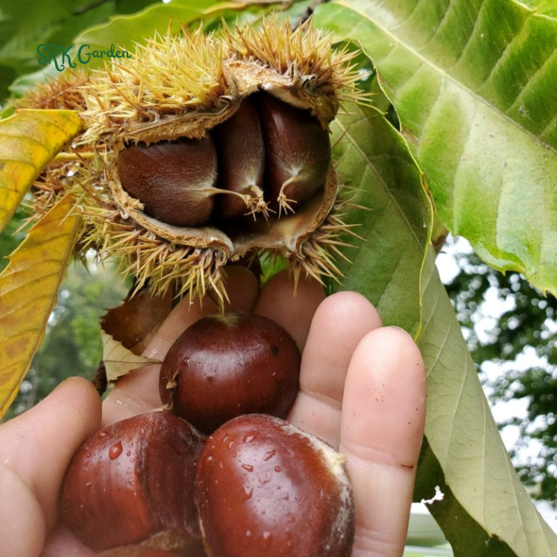 Chinese Chestnut Tree - Quart Pot - Fast-Growing Nut Seedling | 10-16" Tall Live Plant