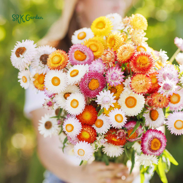 Dwarf Strawflower Seed Mix | 300 Seeds