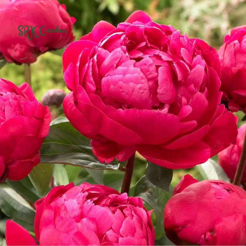 Peony Seeds, 50+ Cotton Candy Peony Mix Seed