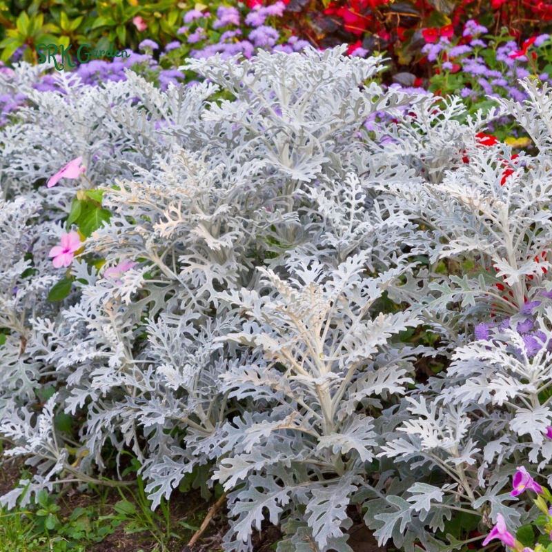 Dusty Miller Seeds, Senecio Cineraria | 200 Seeds