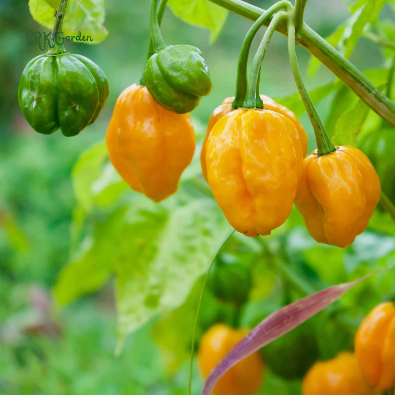 Habanero Orange Hot Pepper Seeds | 25 Seeds