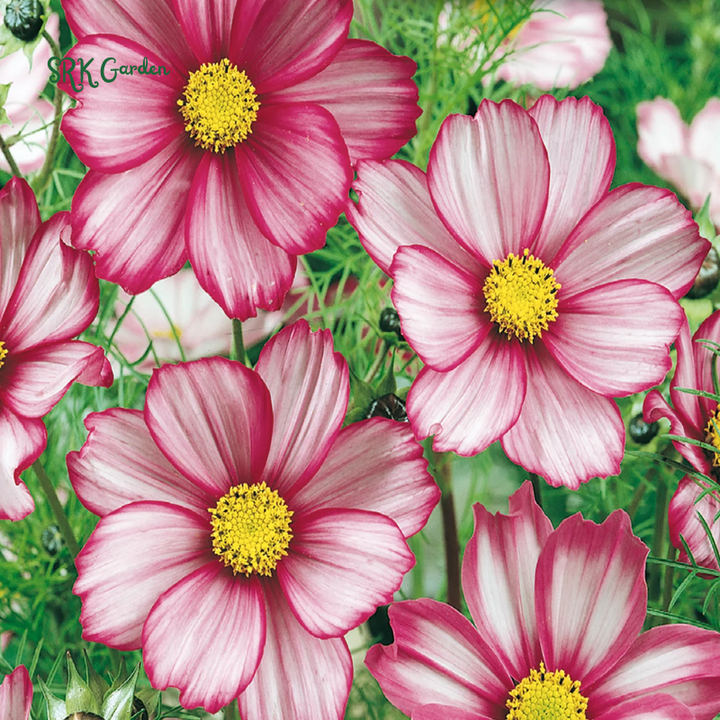 Candy Stripe Cosmos Seeds | 60 seeds