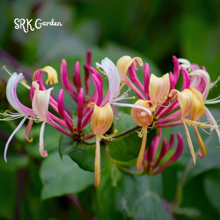 Honeysuckle in 3.5 inch Pot, Beautiful Fragrant Climber