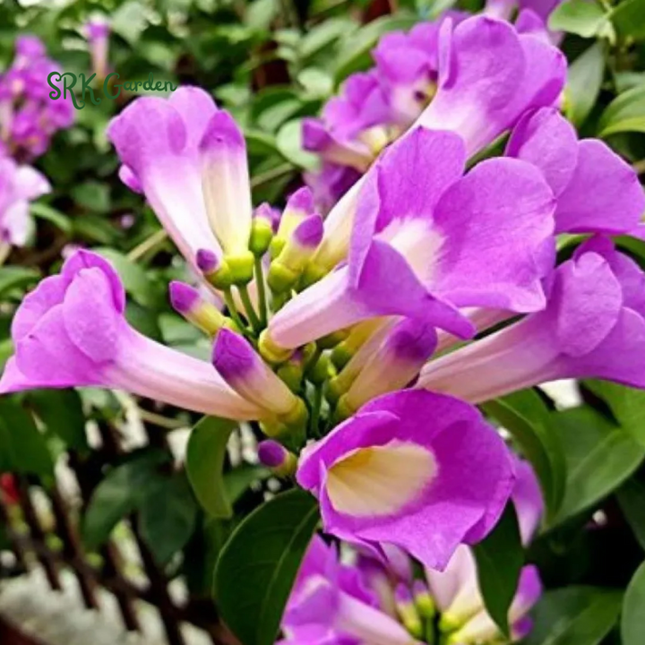 Purple Garlic Vine Semi -Tropical Live Plant Cydista Aequinoctialis in 4" pot