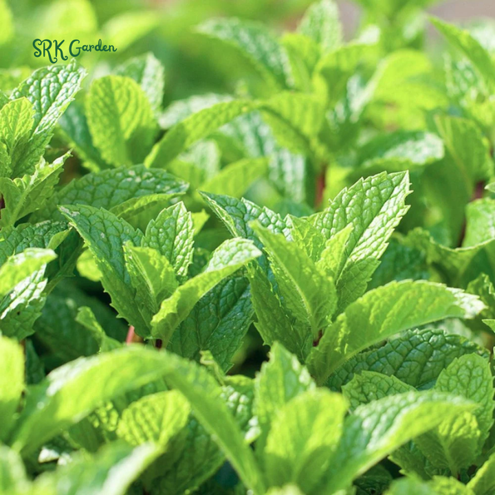 Organic Peppermint Seeds | 100 Seeds
